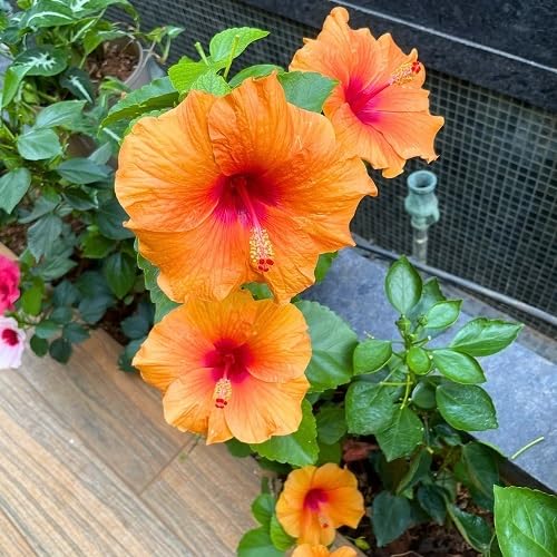 Orange Blooming Hibiscus Flower Seeds – Heirloom, Non-GMO, High Germination, Organic Garden Seeds