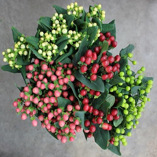 Mixed Hypericum Fruit Seeds – Heirloom, Non-GMO, High Germination Organic Garden Seeds for Planting