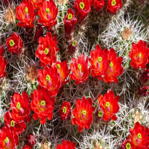 red cactus flower seeds