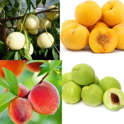 Peach Seeds – Heirloom, Non-GMO, High Germination Organic Garden Seeds