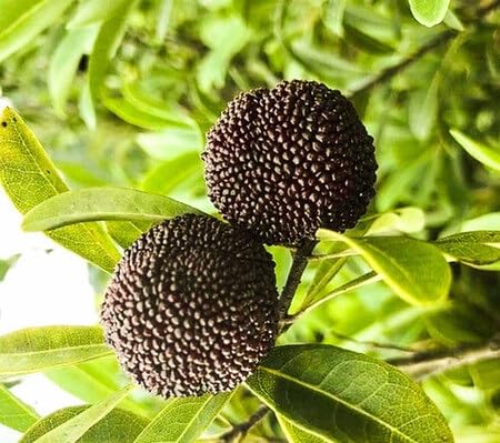 Black Waxberry Seeds – Heirloom Non-GMO High Germination Organic Garden Seeds for Planting