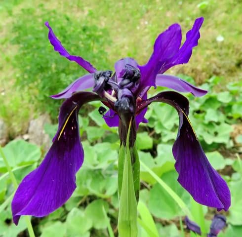 Semillas de flores de crisógrafos violetas – Semillas orgánicas de jardín, reliquia, sin OMG y de alta germinación