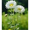 Xeranthemum Flower Seeds White – Heirloom Non-GMO High Germination Organic Garden Seeds