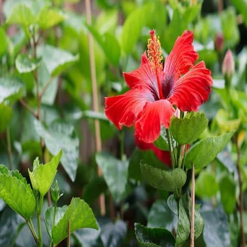 yellow hibiscus flower seeds