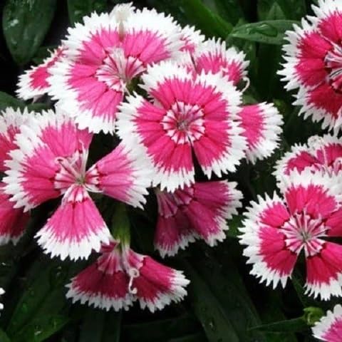 Rosa Dianthus-Blumensamen – Heirloom, gentechnikfrei, keimstark, Bio-Gartensamen zum Pflanzen