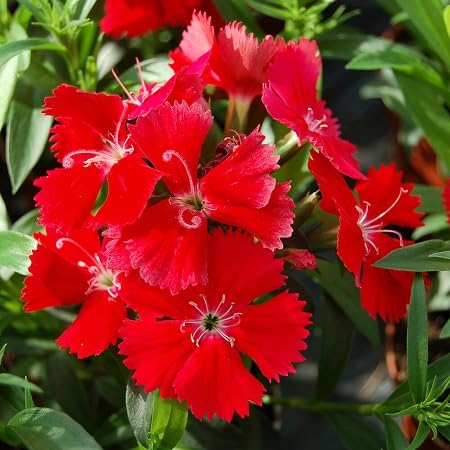Carnation Flower Seeds – Heirloom, Non-GMO, High Germination Organic Garden Seeds for Planting