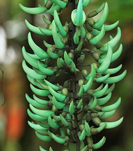 Semillas de flor Strongylodon verde – Cimarrón, sin OGM, semillas de alta germinación