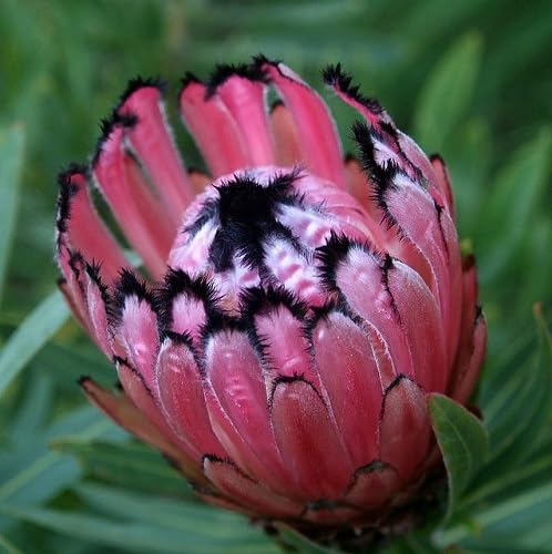 Pink-Schwarz Protea-Blumensamen – Alte Sorte, gentechnikfrei, keimstark, Bio-Gartensamen zum Pflanzen