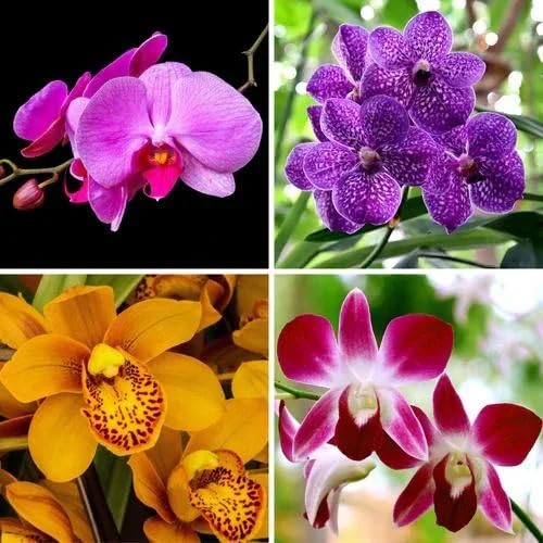Orchid Flower Seeds – Heirloom, Non-GMO, High Germination Organic Garden Seeds for Planting