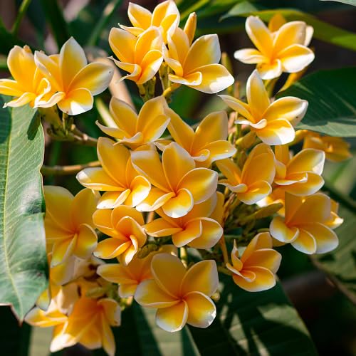 Semillas de Plumeria Alba Naranja – Tradicional, Sin OGM, Semillas Orgánicas de Alta Germinación para Jardín