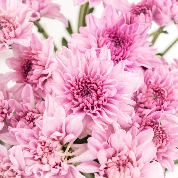 Semillas de flor de crisantemo rosa claro – Variedad tradicional, sin OMG, semillas de alta germinación