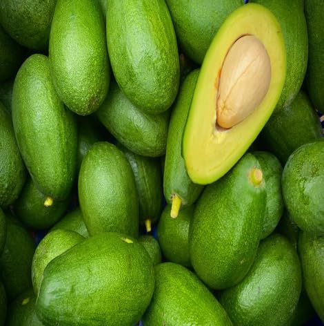 Green Avocado Seeds – Heirloom, Non-GMO, High Germination Organic Garden Seeds
