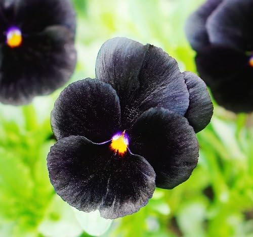 Black Pansy Flower Seeds for Planting – Heirloom Non-GMO High Germination Organic Seeds