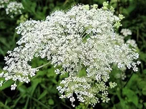 Ginseng Dong herb seeds