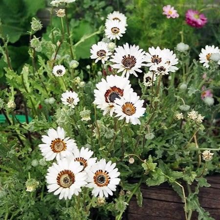 White Arctotis Fastuosa Flower Seeds Heirloom Non-GMO High Germination Organic Garden Seeds