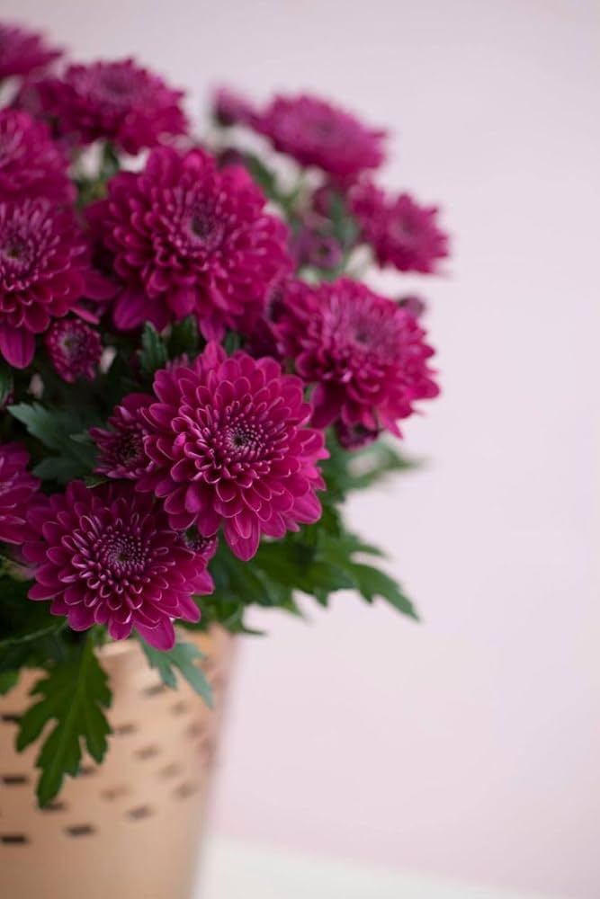 Dark Purple Chrysanthemum Flower Seeds for Planting – Heirloom Non-GMO High Germination Seeds Seeds for Planting Organic Garden Seeds