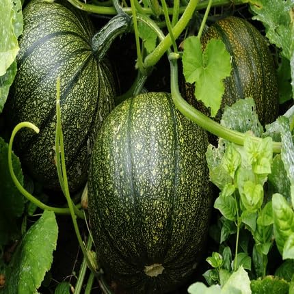 Green Pumpkin Seeds – Heirloom, Non-GMO, High Germination Organic Garden Seeds Planting