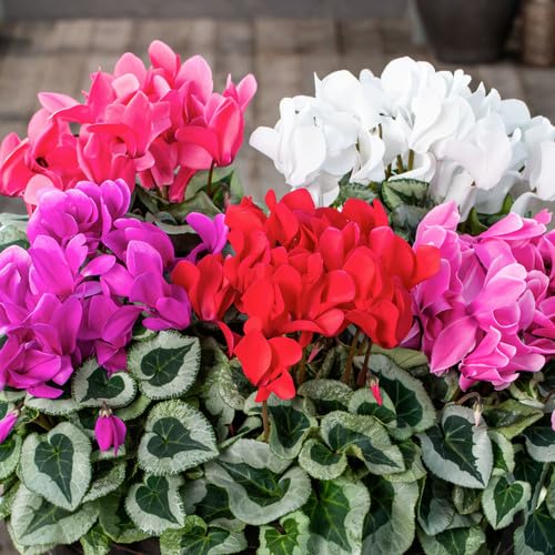 Cyclamen Flower Seeds Mixed – Heirloom, Non-GMO, High Germination Seeds