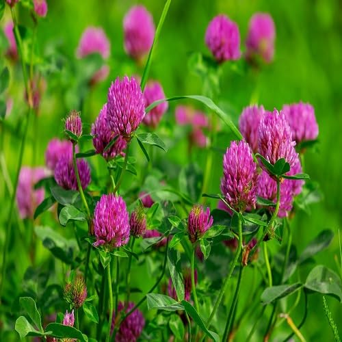 pink trifolium flower seeds