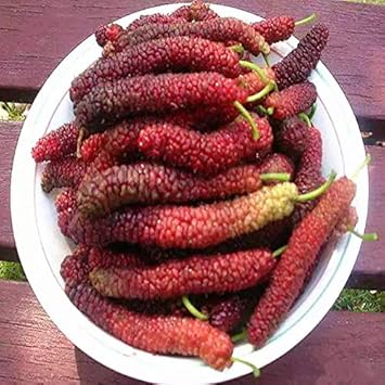 Long Mulberry Fruit Seeds for Planting Heirloom Non-GMO High Germination Organic Garden Seeds