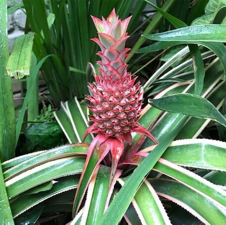 Pink Pineapple Seeds – Heirloom Non-GMO High Germination Organic Garden Seeds