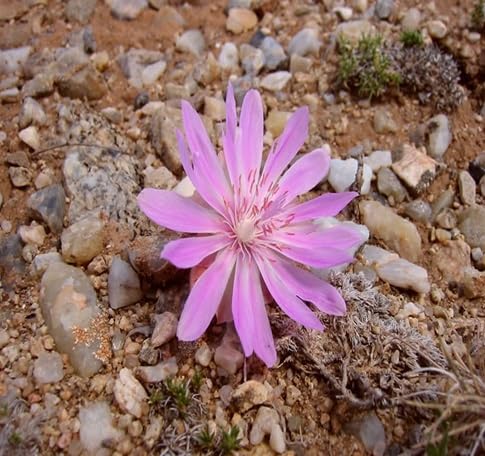 Rediviva Flower Seeds for Planting – Heirloom Non-GMO High Germination Organic Garden Seeds