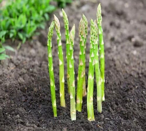 Green Asparagus Seeds – Heirloom, Non-GMO, High Germination Organic Garden Seeds Planting