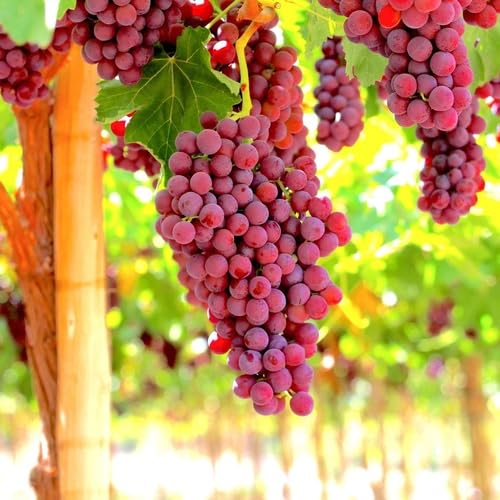 Rote Traubenkerne – Alte Sorte, gentechnikfrei, hohe Keimfähigkeit, Bio-Gartensamen