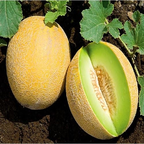 Yellow Galia Melon Seeds Heirloom Non-GMO High Germination Organic Garden Seeds for Planting