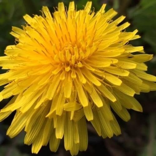 Yellow Dandelion Flower Seeds – Heirloom Non-GMO High Germination Organic Garden Seeds