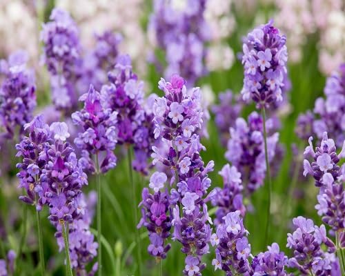 Purple Lavender Flower Seeds for Planting – Heirloom, Non-GMO, High Germination