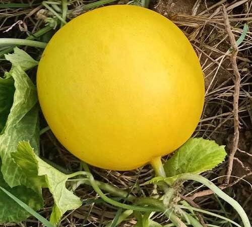 Cucumber White Seeds – Heirloom, Non-GMO, High Germination Organic Garden Seeds Planting