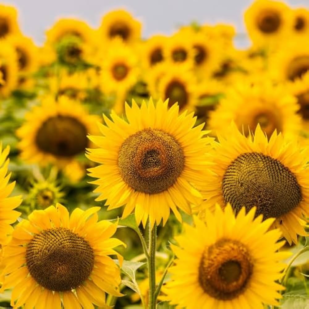 mini sunflower flower seeds