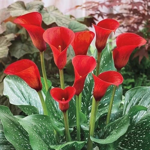 Red Calla Lily Flower Seeds Heirloom Non-GMO High Germination Organic Garden Seeds for Planting