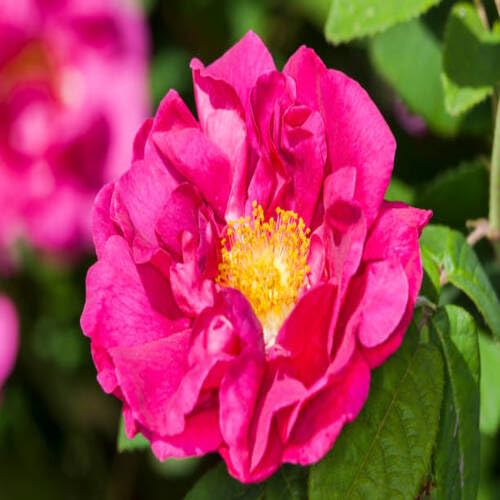 Pink Gallica Flower Seeds – Heirloom, Non-GMO High Germination Seeds for Planting | Organic Garden Seeds