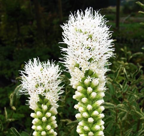 Liatris Flower Seeds – Heirloom, Non-GMO, High Germination Organic Garden Seeds for Planting