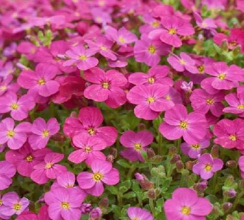 Semillas de Flor de Aubrieta Rosada – Cimarrón, No OGM, Semillas Orgánicas de Alta Germinación para Jardinería