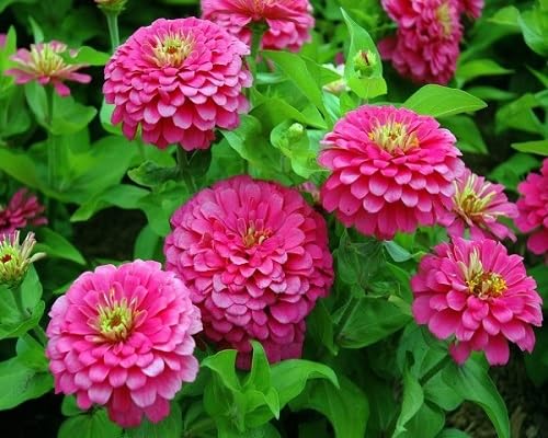 Pink Bonsai Zinnia Flower Seeds – Heirloom, Non-GMO, High Germination Organic Garden Seeds for Planting Seeds for Planting