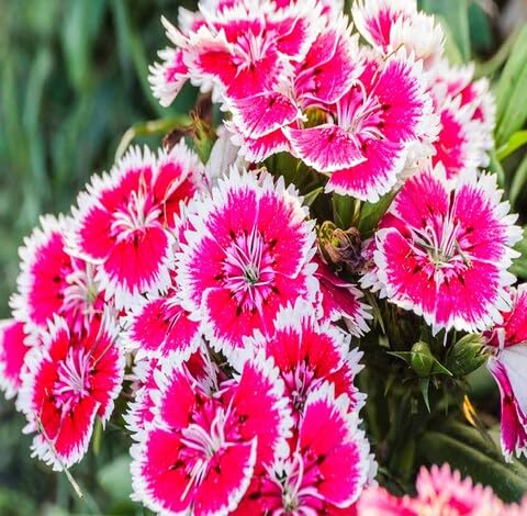 Pink White Dianthus Flower Seeds Heirloom Non-GMO High Germination Organic Garden Seeds for Planting