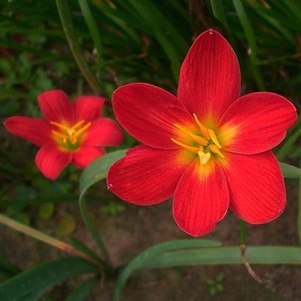 red zephyranthes flower seeds