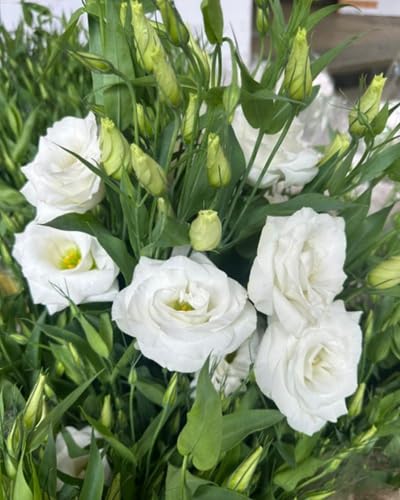 White Eustoma Flower Seeds Heirloom Non-GMO High Germination Organic Garden Seeds for Planting