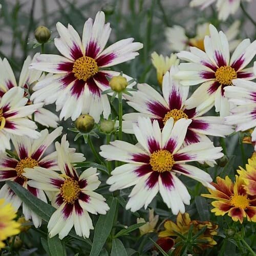 White Coreopsis Flower Seeds Heirloom Non-GMO High Germination Organic Garden Seeds for Planting