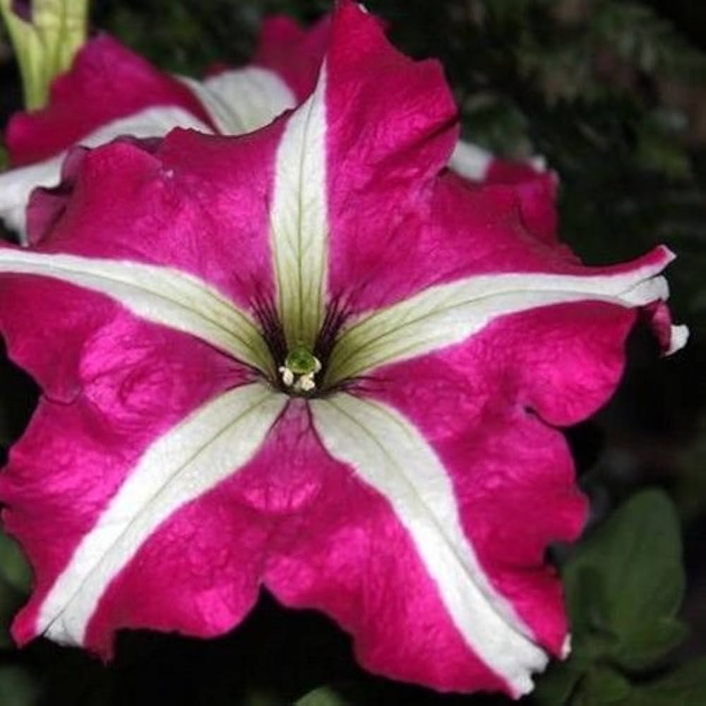pelleted dreams flower seeds