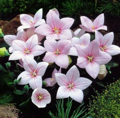 Pink Platycodon Flower Seeds for Planting – Heirloom, Non-GMO, High Germination Organic Garden Seeds