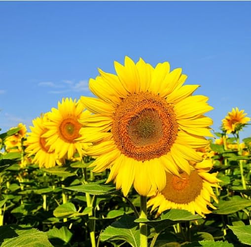 Yellow Sunflower Flower Seeds Heirloom Non-GMO High Germination Organic Garden Seeds