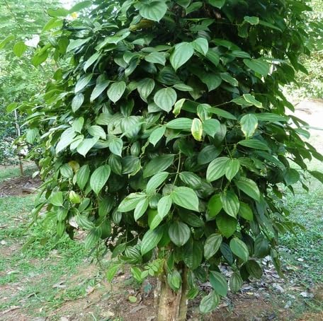 greenpipernigrumheirloomnongmo flower seeds