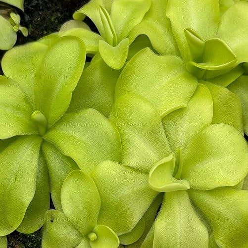 green pinguicula flower seeds