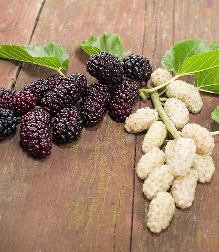 Mixed Mulberry Fruit Seeds Heirloom Non-GMO High Germination Organic Garden Seeds for Planting