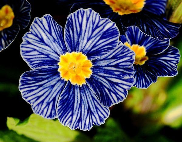 mini primrose flower seeds