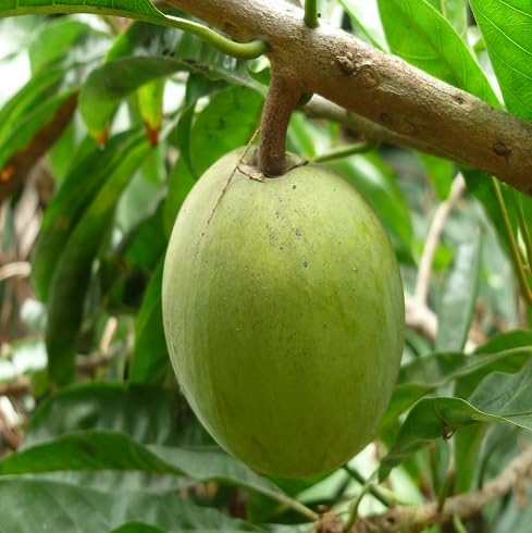 Lucuma Seeds – Heirloom, Non-GMO, High Germination Organic Garden Seeds